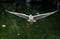 The egret flying on the river, in dark green background