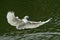 The egret flying on the river, in dark green background