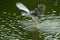 The egret flying on the river with the ripples in dark green background