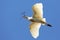 Egret Flying with Twig in Beak
