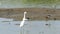 Egret foraging 2