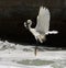 Egret getting fish