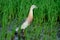 Egret in the green field