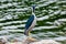 The egret guarding the water inlet where a small fish passes