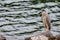 The egret guarding the water inlet where a small fish passes