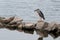 The egret guarding the water inlet where a small fish passes