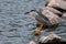 The egret guarding the water inlet where a small fish passes