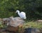 A Egret/Heron is seen busy in search of food