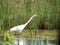 Egret Hunting on Chincoteague Island