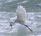 Egret hunting fish