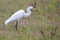 Egret with an insect in bill