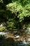 Egret at Kibune River of fresh verdure, Kyoto, Japan