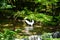 Egret at Kibune River of fresh verdure, Kyoto, Japan