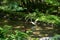 Egret at Kibune River of fresh verdure, Kyoto, Japan