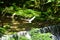 Egret at Kibune River of fresh verdure, Kyoto, Japan