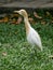 Egret, Kuala Lumpur Bird Park
