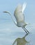 Egret launching into flight from a saltwater marsh in Florida.