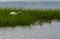 Egret looking for Dinner in the Salt marsh