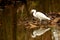 Egret in Marsh