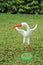 egret model standing on turf