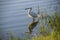 Egret Outlined by Sunlight