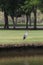 Egret or Pelicans standing on green lawn of public park.