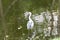 Egret or Pelicans standing in the pond.