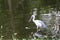 Egret or Pelicans standing in the pond.