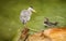 Egret and penguin eye to eye