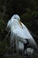 Egret preening in nest, Florida.