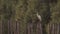 Egret preens on a bamboo stump