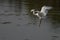 Egret Preparing to Land