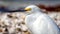 Egret Profile on Florida Beach, Color Image, Day