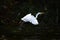 Egret on Reelfoot lake in Tennessee