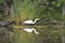 Egret and reflection in the bayou