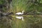 Egret and reflection in the bayou