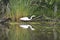 Egret and reflection in the bayou