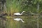 Egret and reflection in the bayou