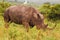 An egret riding on top of a white rhino in Nairobi National Park, Kenya