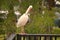 Egret scratching an itch