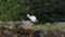 A Egret is seen busy in search of food