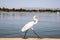 Egret on the shore