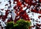 Egret sitting tree top red background