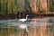 Egret in sound at sunset near Currituck, Outer Banks, North Carolina