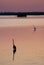 Egret in sound at sunset near Currituck, Outer Banks, North Carolina