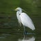 Egret standing calmly, poised for fishing, tranquil nature scene