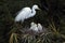 Egret standing in nest with three baby birds, Florida.