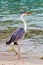 Egret stands at the beach