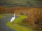 Egret strolling