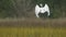 Egret Takeoff